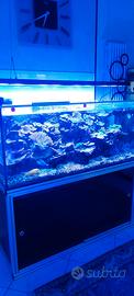 acquario marino