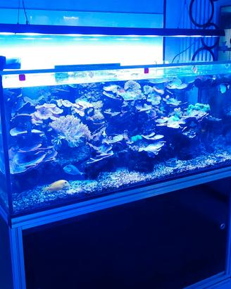acquario marino