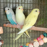 Cocorite maschi e femmine