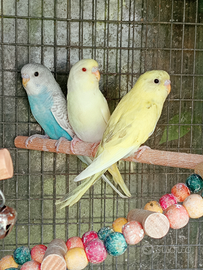 Cocorite maschi e femmine