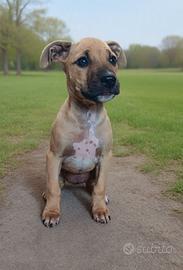 Cucciola pitbull adba