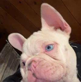 Cuccioli di bulldog francese