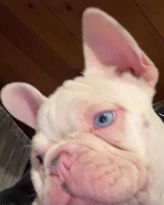 Cuccioli di bulldog francese