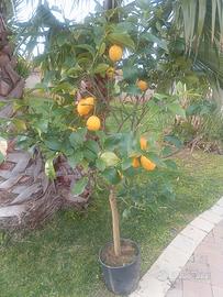 Limone Lunario 4 stagioni foto reali