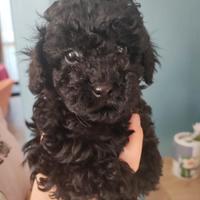 Barboncino mini toy nero di 3 mesi