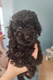 Barboncino mini toy nero di 3 mesi