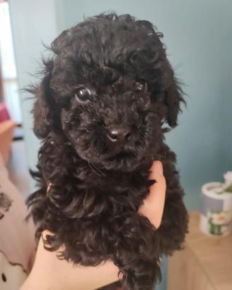 Barboncino mini toy nero di 3 mesi