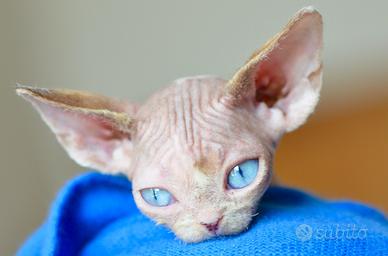 Cuccioli di devon rex