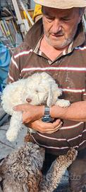 Cuccioli lagotto romagnolo re d Abruzzo