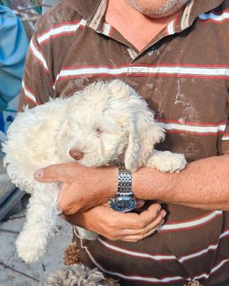 Cuccioli lagotto romagnolo re d Abruzzo