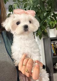 Maltese coreano