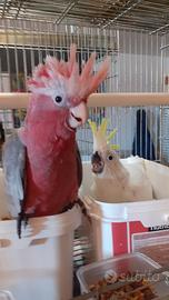 Cacatua pappagalli allevati a mano
