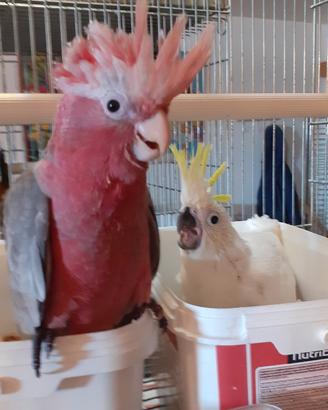 Cacatua pappagalli allevati a mano
