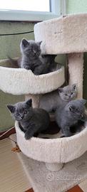 British shorthair cuccioli