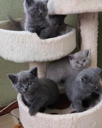 British shorthair cuccioli