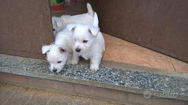 West highland terrier