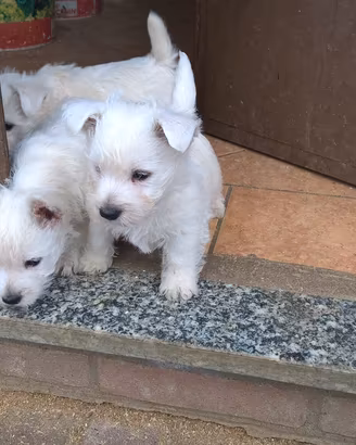 West highland terrier