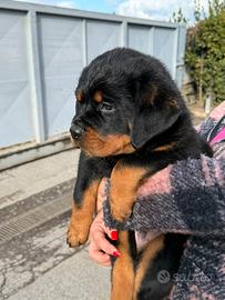 Cuccioli Rottweiler