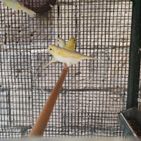 Canarini Mosaici originali gialli