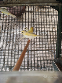 Canarini Mosaici originali gialli