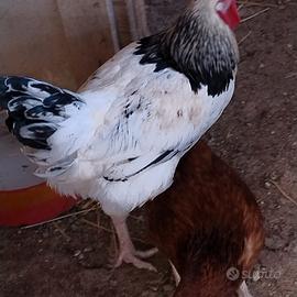Gallo