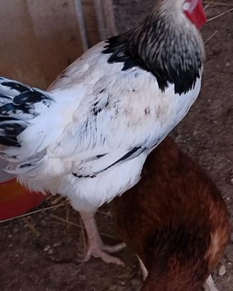 Gallo