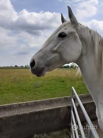 Cavalla Crusado Spagnola (PRExPSI)