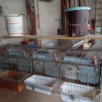 Gabbia conigli per fattrici