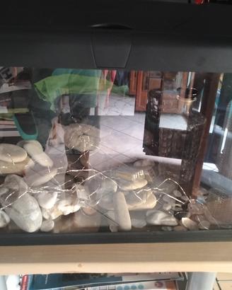 acquario con filtro o senza