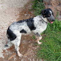 Adozione cucciola simil border collie