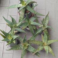 Aloe piante