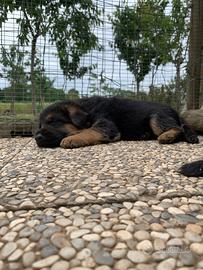 Cuccioli pastore tedesco