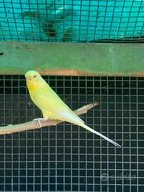 Cocorite