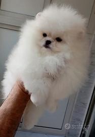 Spitz di pomerania maschi, bianchi(russa/coreana)