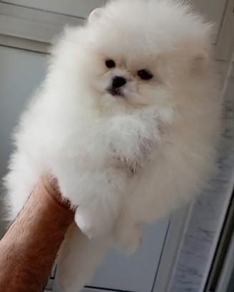 Spitz di pomerania maschi, bianchi(russa/coreana)