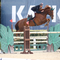 Cavallo da Salto esperto per 2° grado