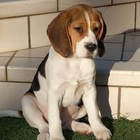 Beagle in vendita