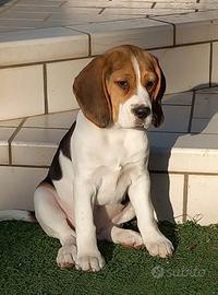 Beagle in vendita