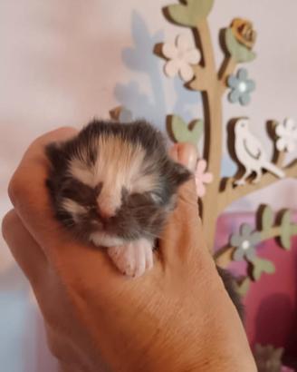 Cuccioli gatto