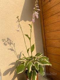 Hosta ibrida Patriot 