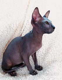 Gattino don sphynx nero solido