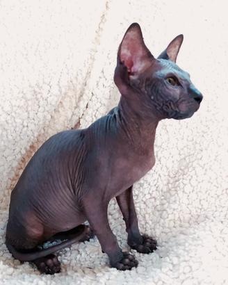 Gattino don sphynx nero solido