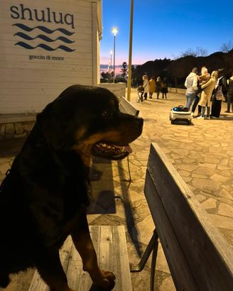 Rottweiler