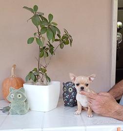 Cuccioli di Chihuahua toy