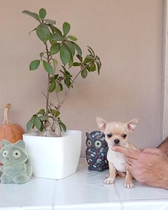 Cuccioli di Chihuahua toy