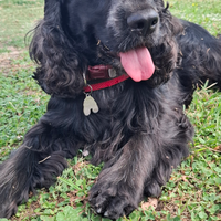 Cocker spaniel per monta disponibile