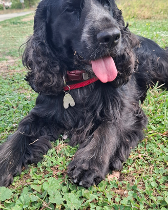 Cocker spaniel per monta disponibile