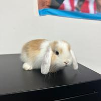 Coniglietto completo di gabbie e tutti gli acce