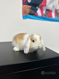 Coniglietto completo di gabbie e tutti gli acce