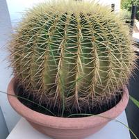 Pianta grassa 40 anni (Kroenleinia grusonii Lodé)